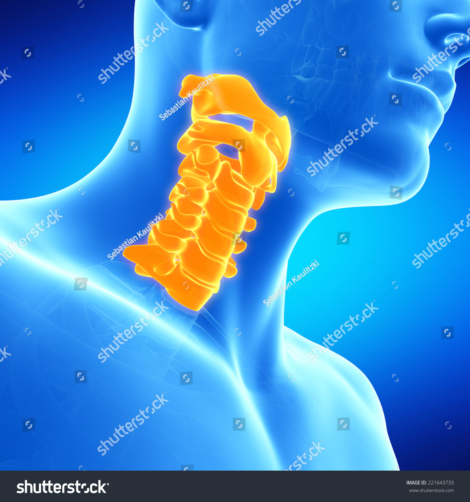 Medical Illustration Human Cervical Spine Stock Illustration Shutterstock