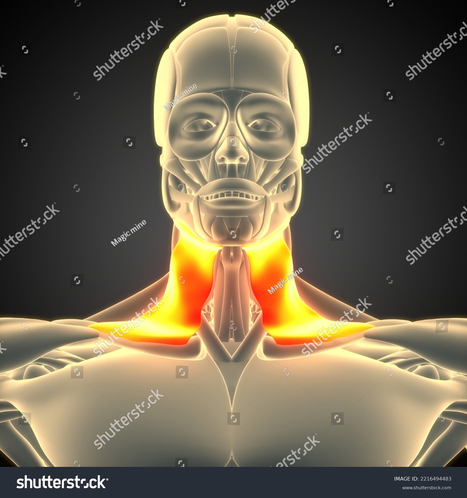 Human Body Muscular System Head Muscles Stock Illustration 2216494483 ...