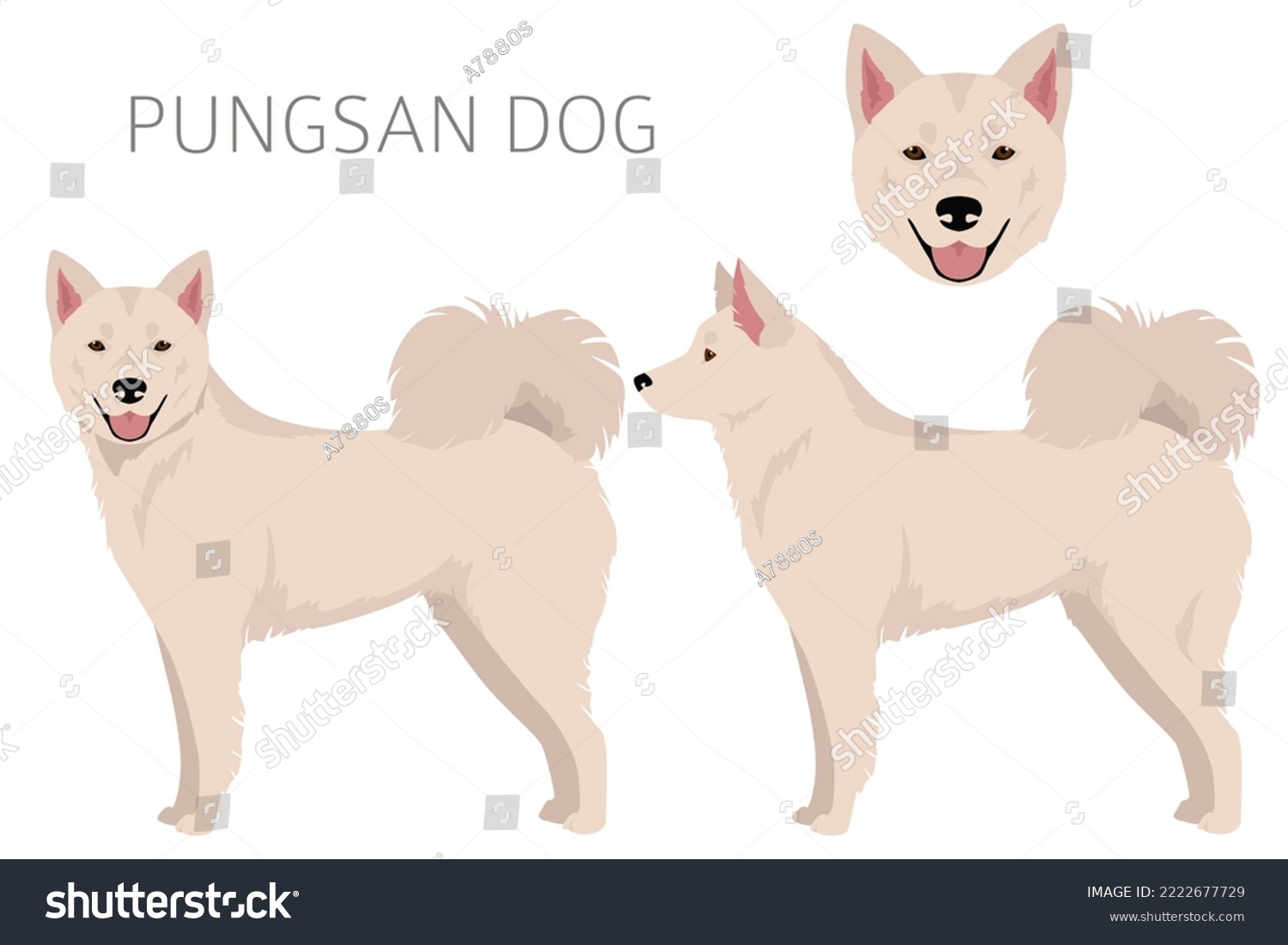 what kind of dog is the pungsan