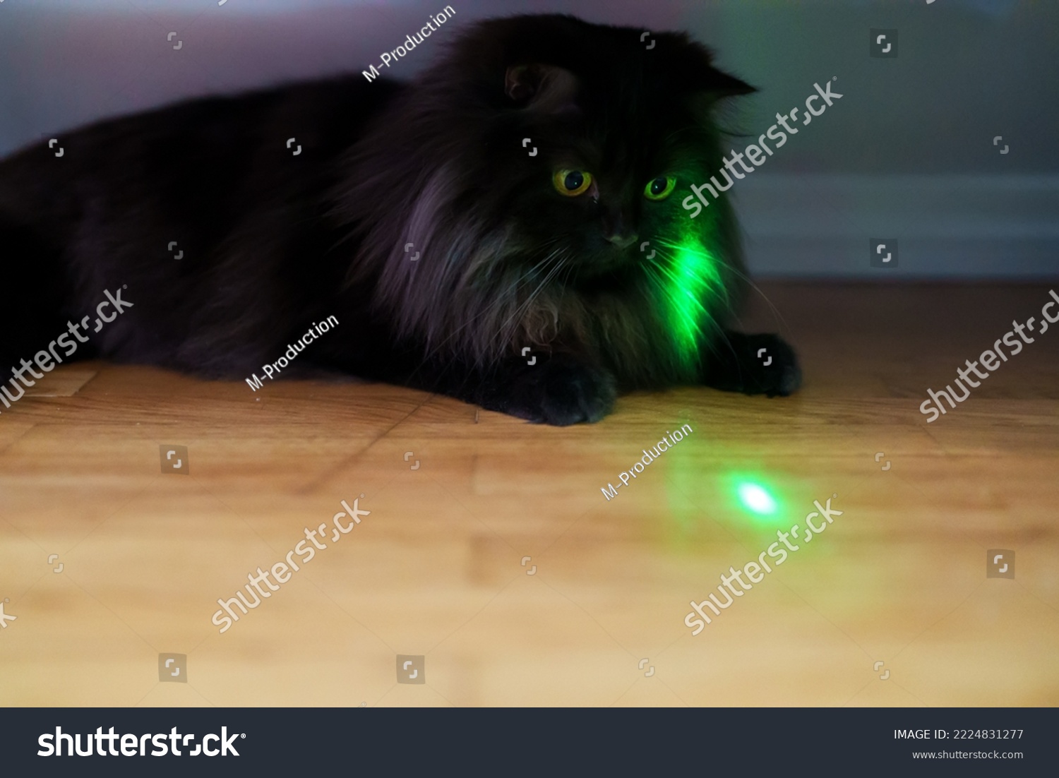 cats laser pointer stairs clipart