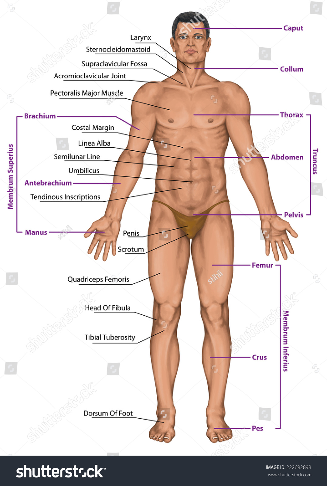 Male Masculine Mans Anatomical Body Surface 222692893   Stock Photo Male Masculine Man S Anatomical Body Surface Anatomy Human Body Shapes Anterior View Parts Of 222692893 