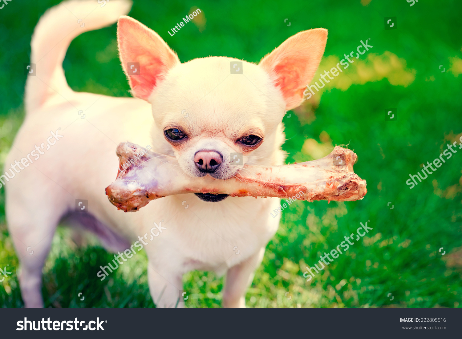 are big bones good for dogs