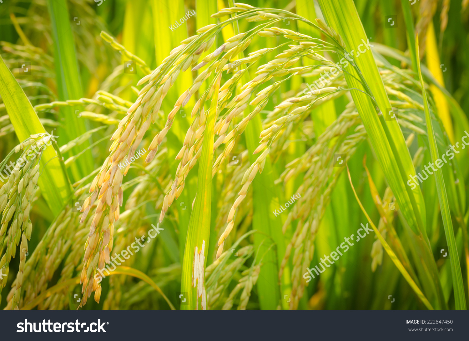 Paddy Rice Stock Photo 222847450 | Shutterstock