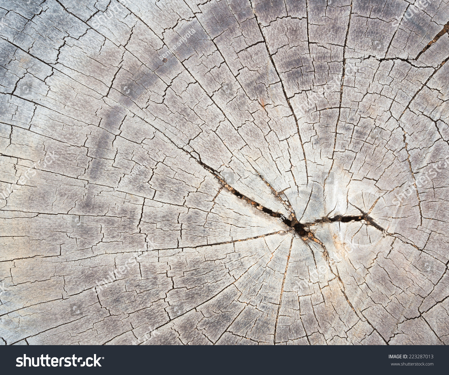 Cross Section Tree Old Wood Texture Stock Photo 223287013 | Shutterstock