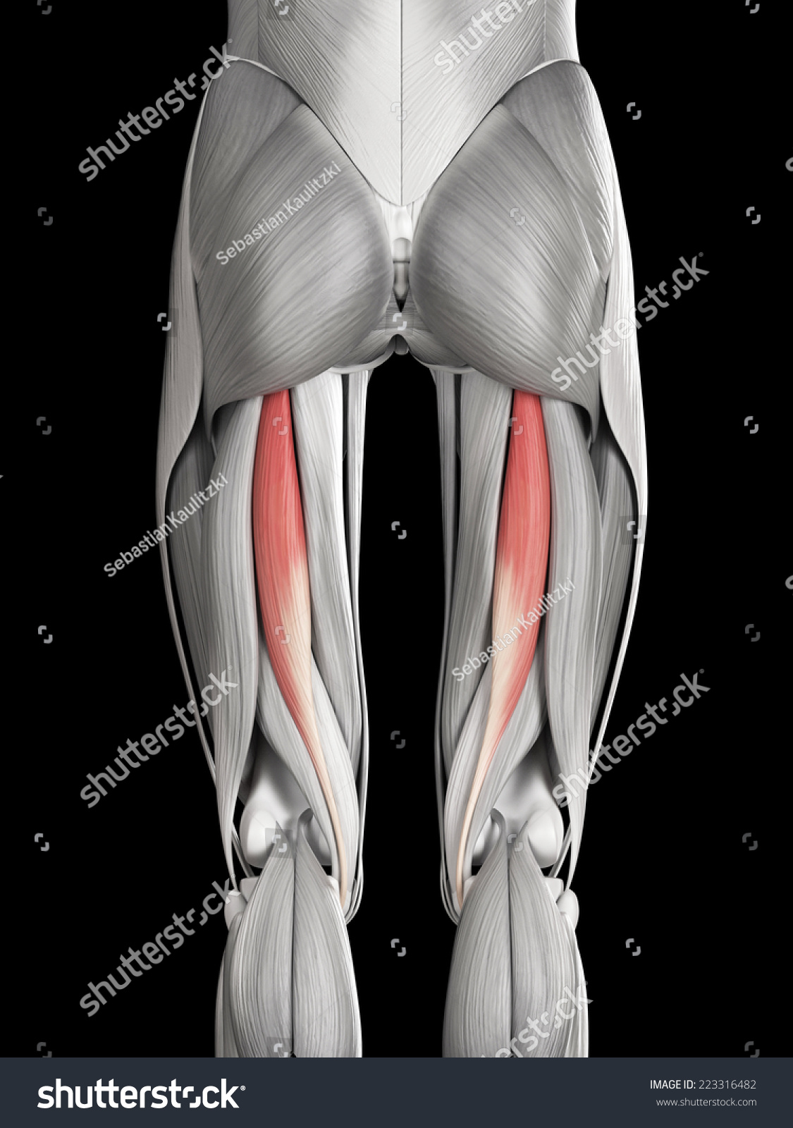Human Muscle Anatomy Semitendinosus Stock Illustration 223316482 Shutterstock 8906