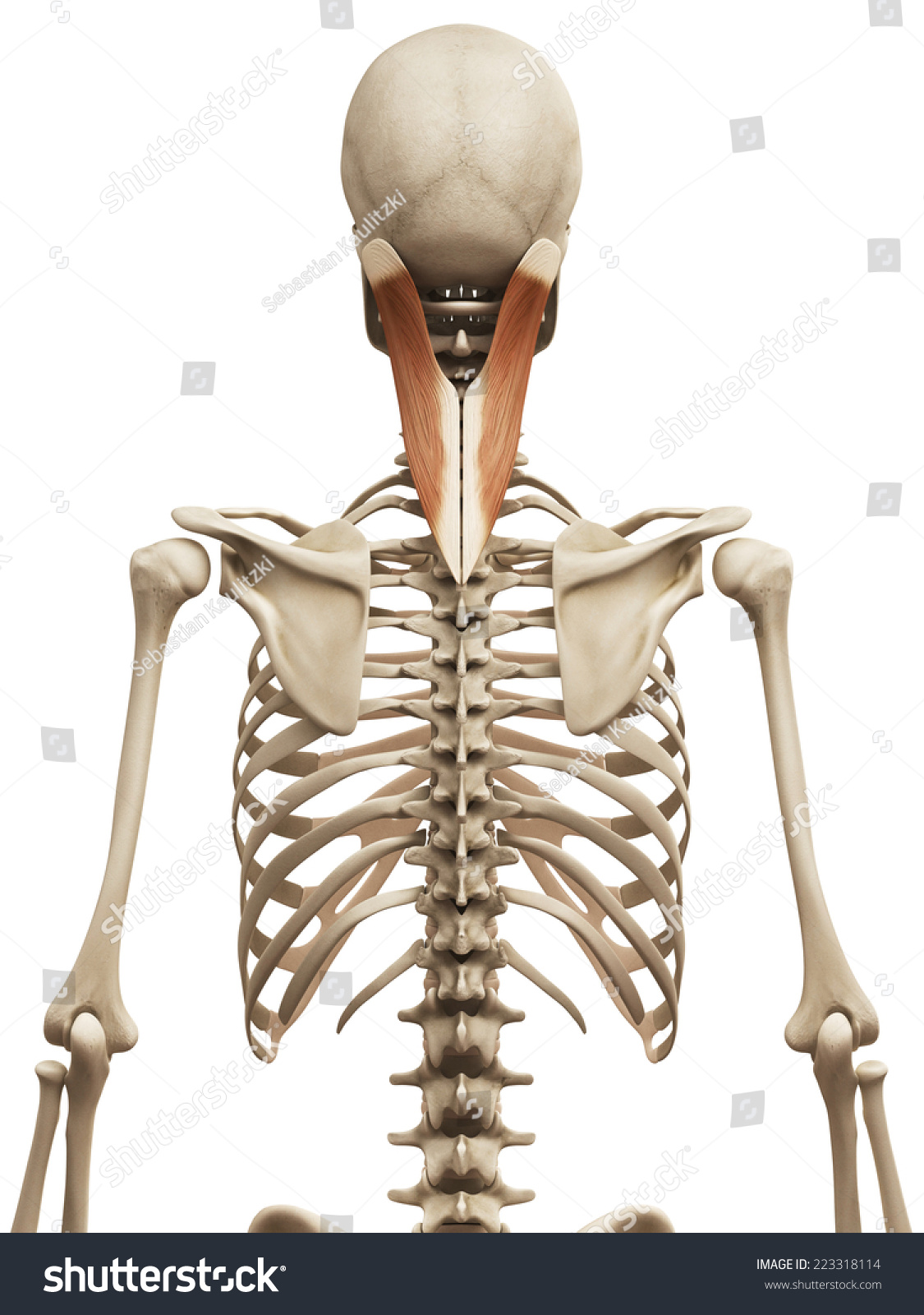 Muscle Anatomy Splenis Capitis Stock Illustration 223318114 