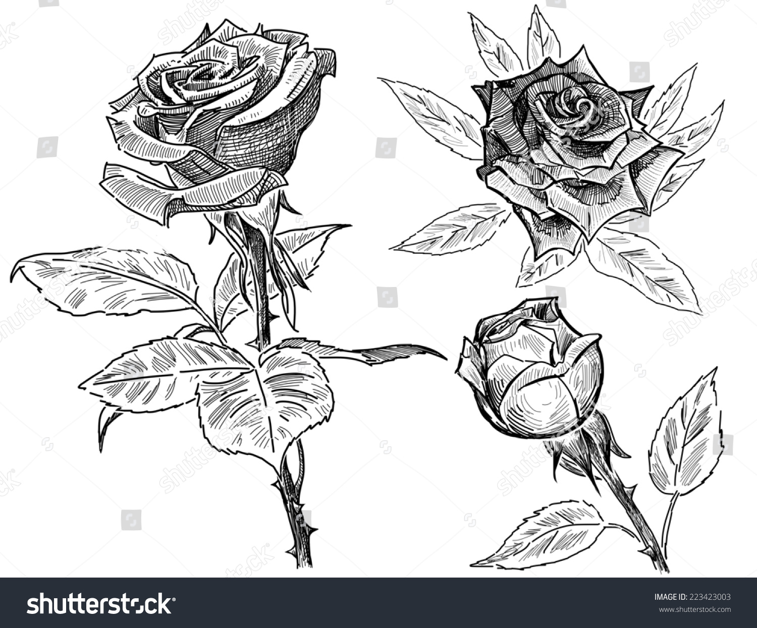 картинки розы ручкой