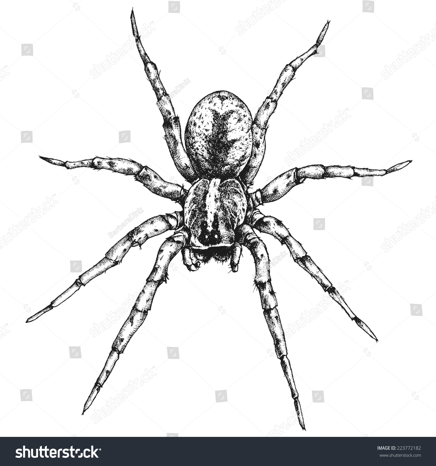Рисунок бразильского странствующего паука