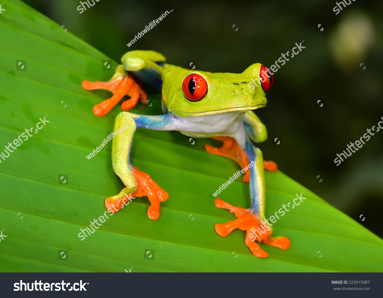 パナマとコスタリカの熱帯雨林原産の赤い目のカエルまたはアガリクニス カリドライア Green Tree Frog By Green Color 緑の カエル とも呼ばれ 赤い目 青い側面 オレンジの手が目立つ 写真素材 Shutterstock