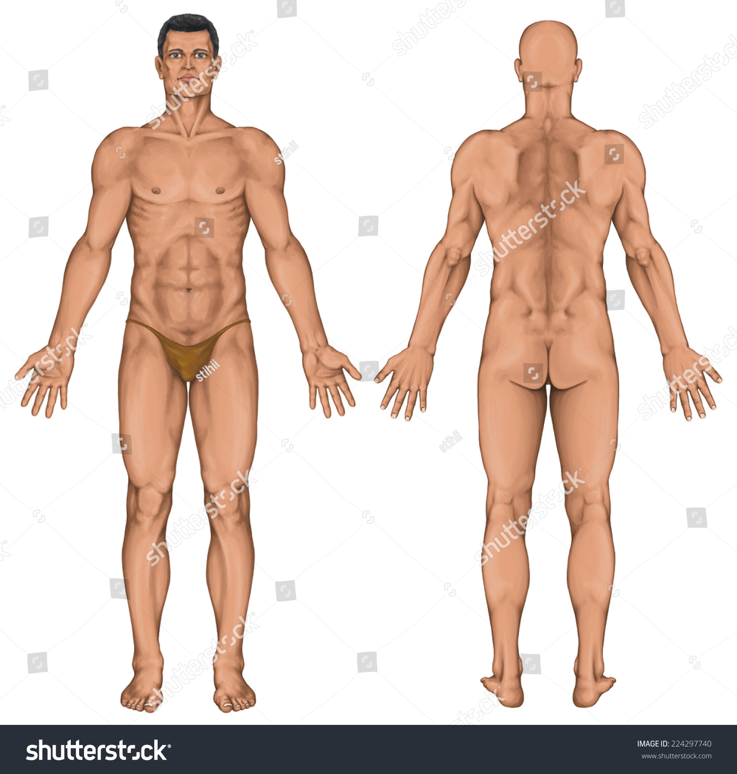 Male anatomical body, surface anatomy, human Stock Photo.