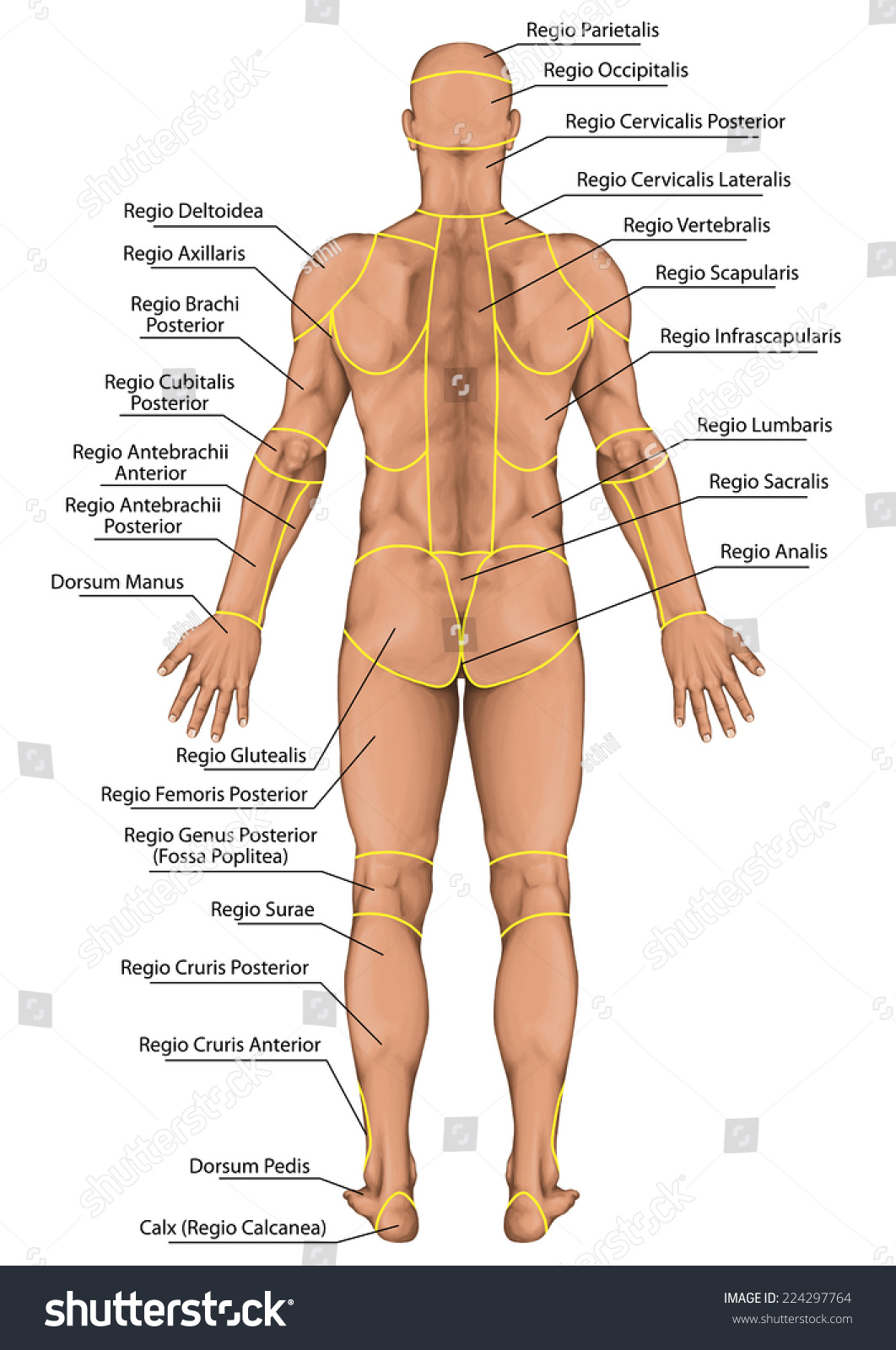 Анатомические области тела человека