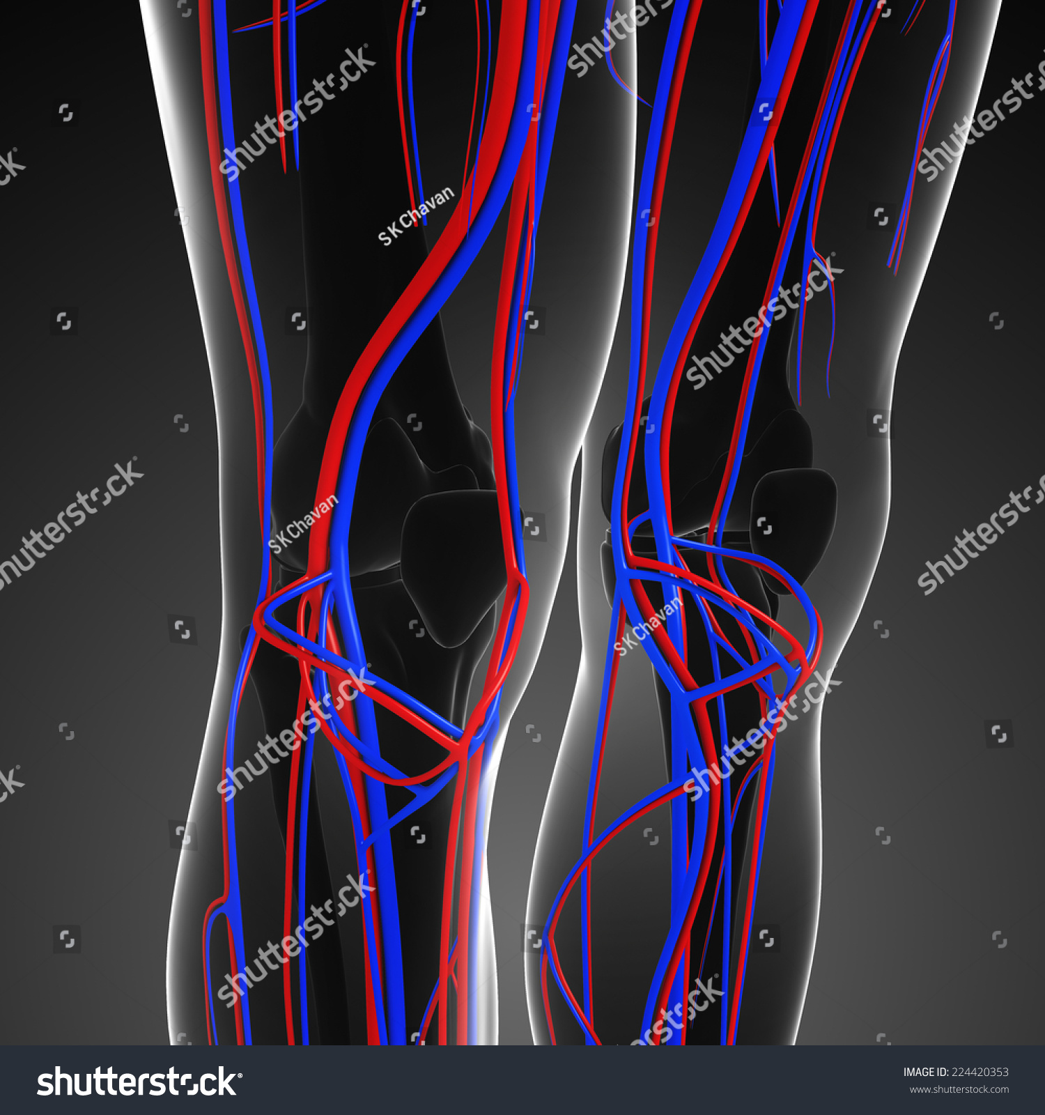 Illustration Knee Circulatory System Stock Illustration 224420353 ...