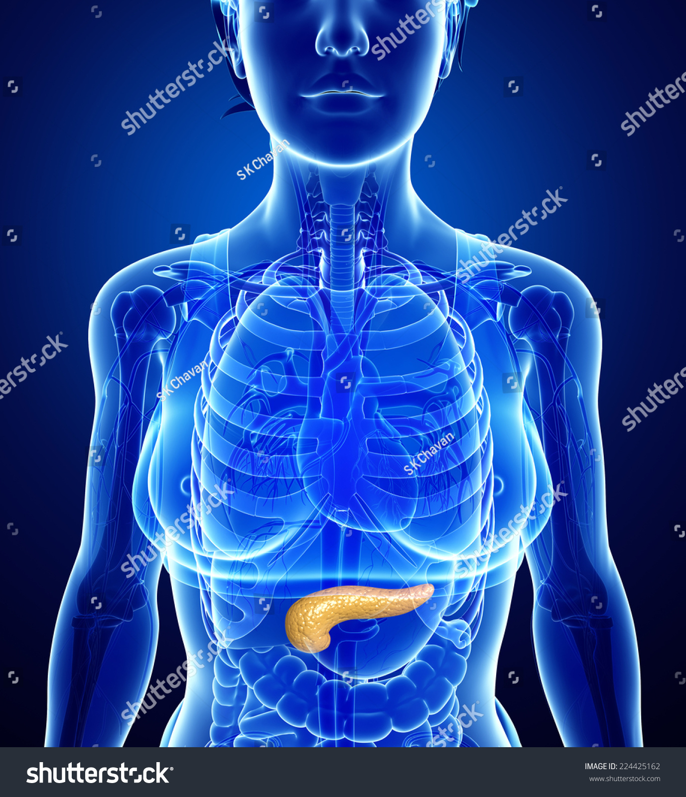 Illustration Female Pancreas Anatomy Stock Illustration 224425162 ...