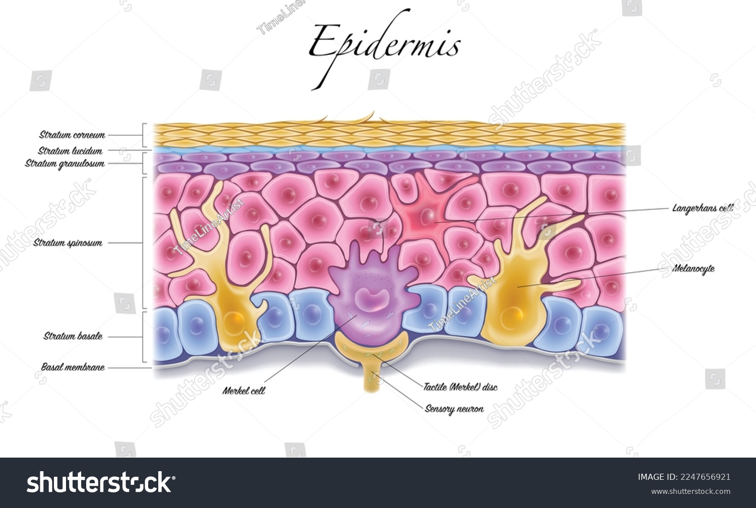 Тактильные рецепторы находятся в толще кожи. Epidermis layers. Клетки Меркеля в эпидермисе это. Клетки Лангерганса в коже. Stratum spinosum слой.