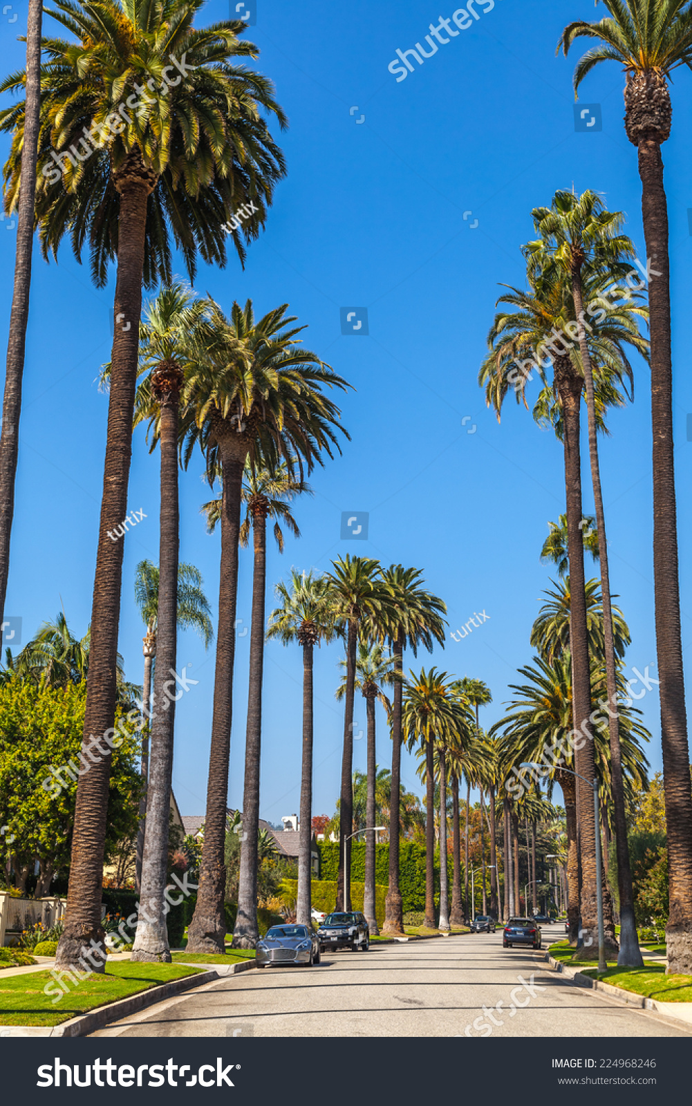 Beverly Hills Ca Oct 21 Palm Stock Photo 224968246 | Shutterstock