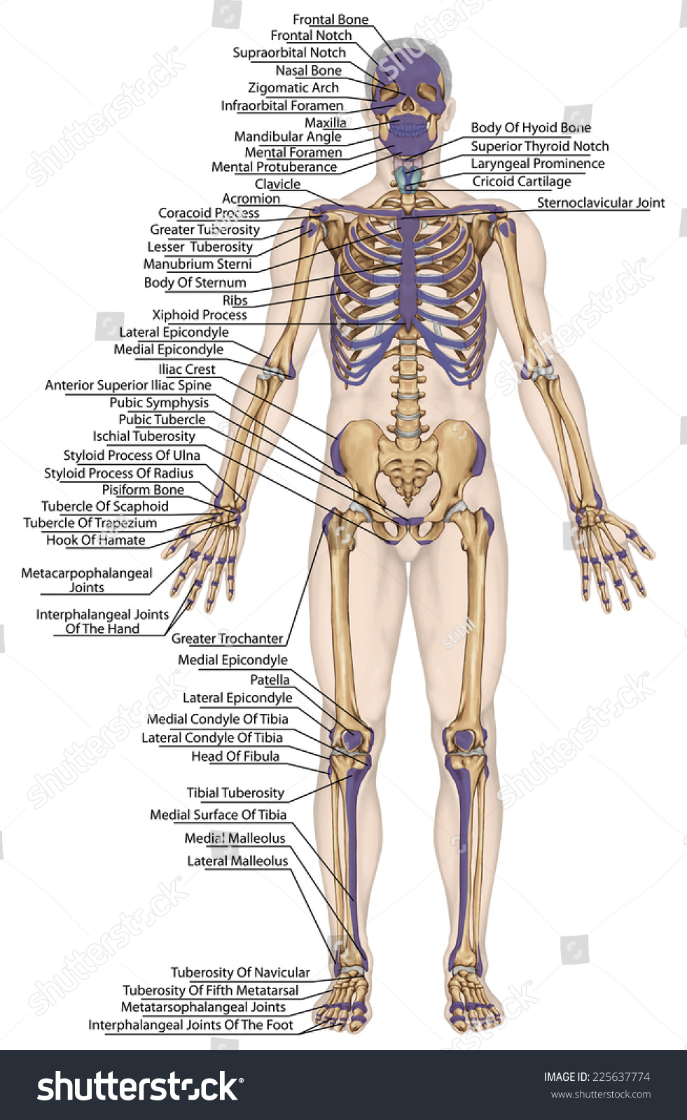 Нервный скелет человека