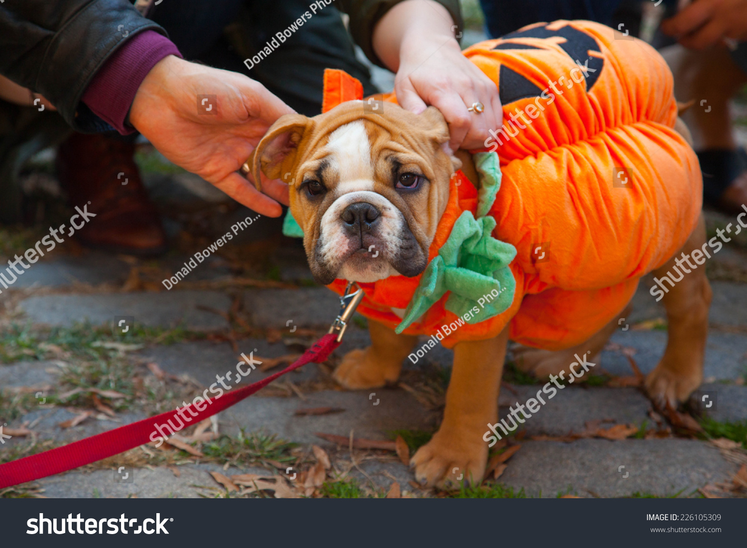 385 Dog Halloween Costume Parade Images, Stock Photos & Vectors