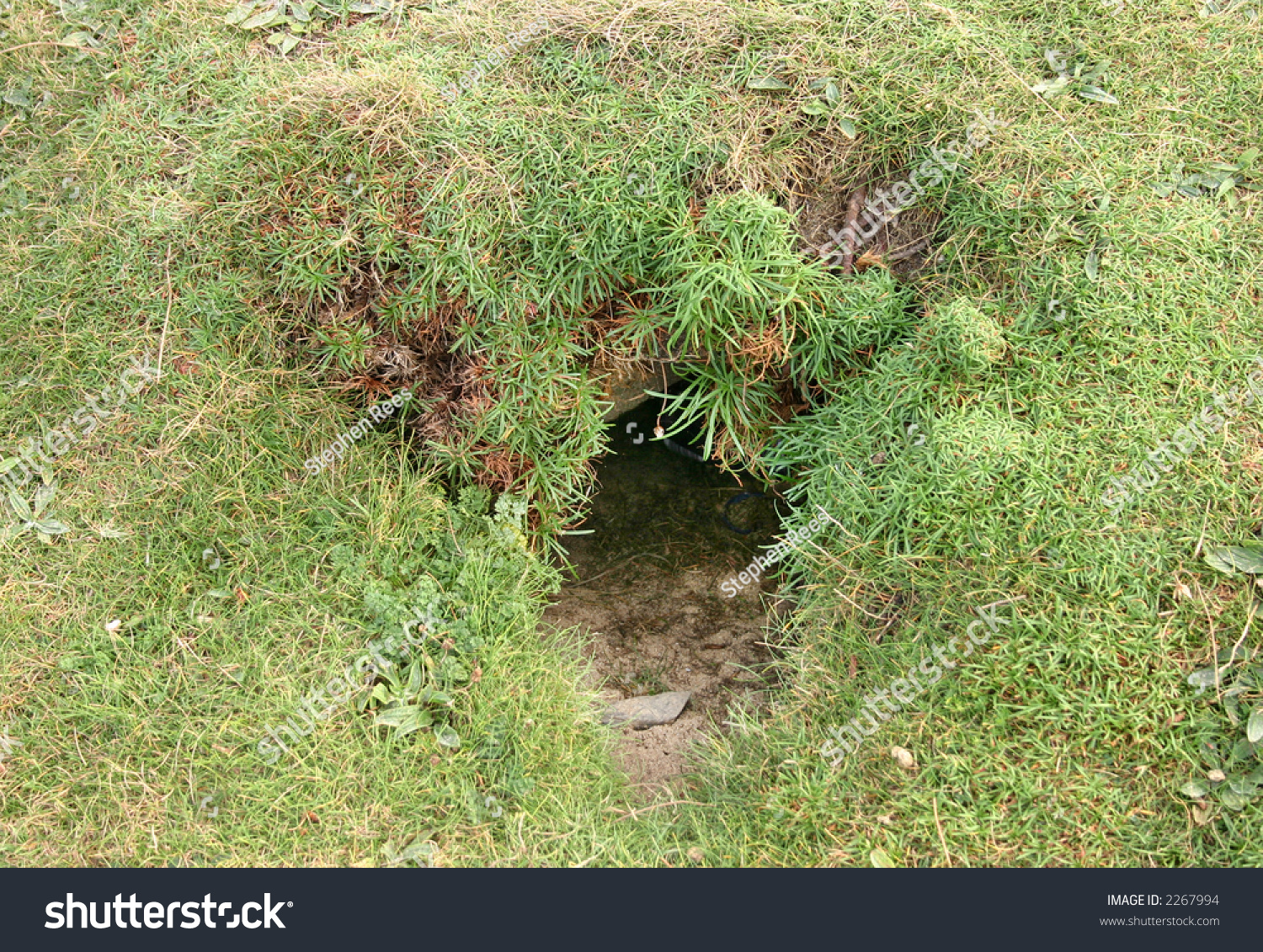 Rabbit Hole Cornwall Uk Stock Photo 2267994 | Shutterstock