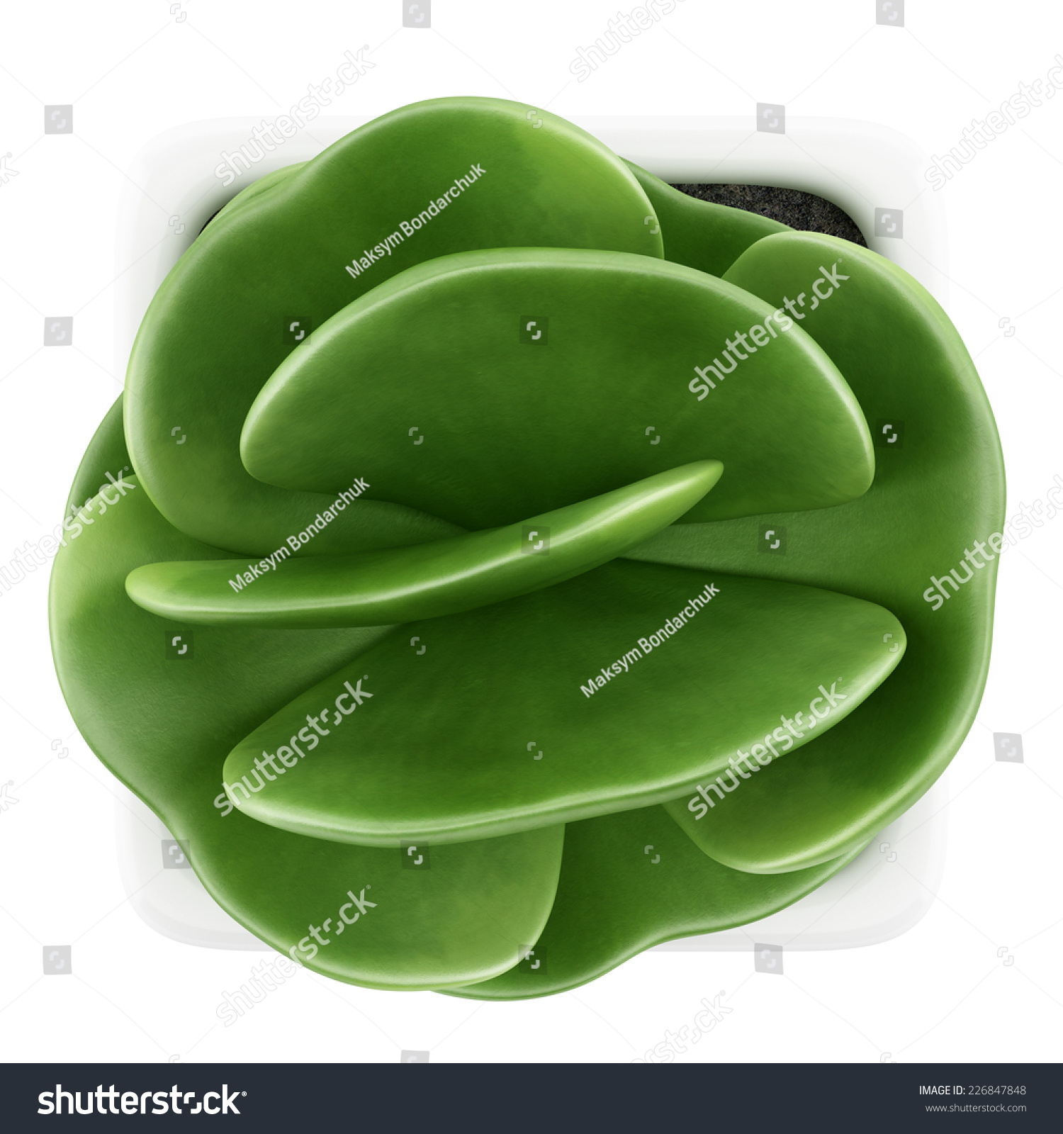 Top View Houseplant Pot Isolated On Stock Illustration 226847848 ...