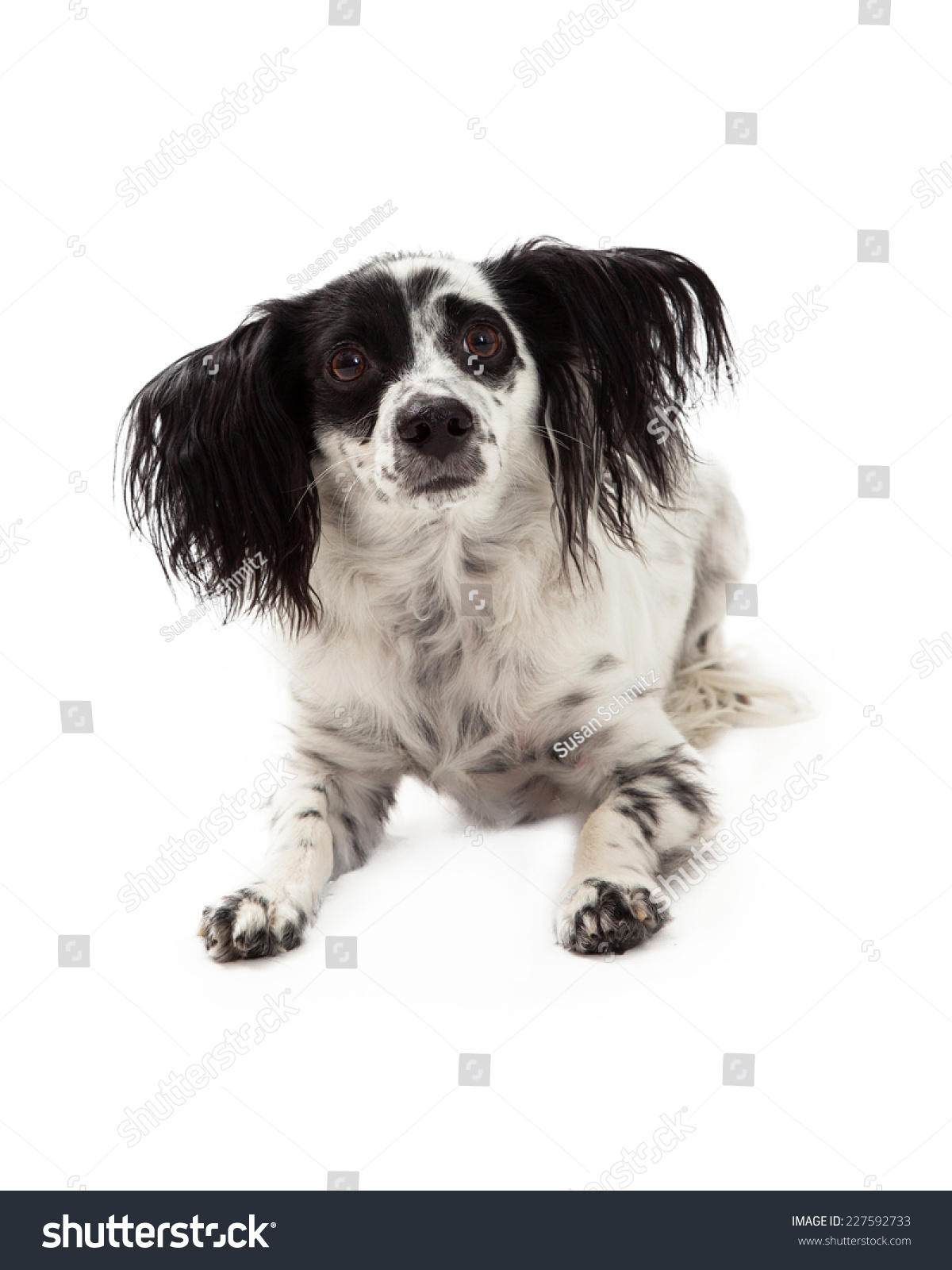 cavalier king charles spaniel papillon mix