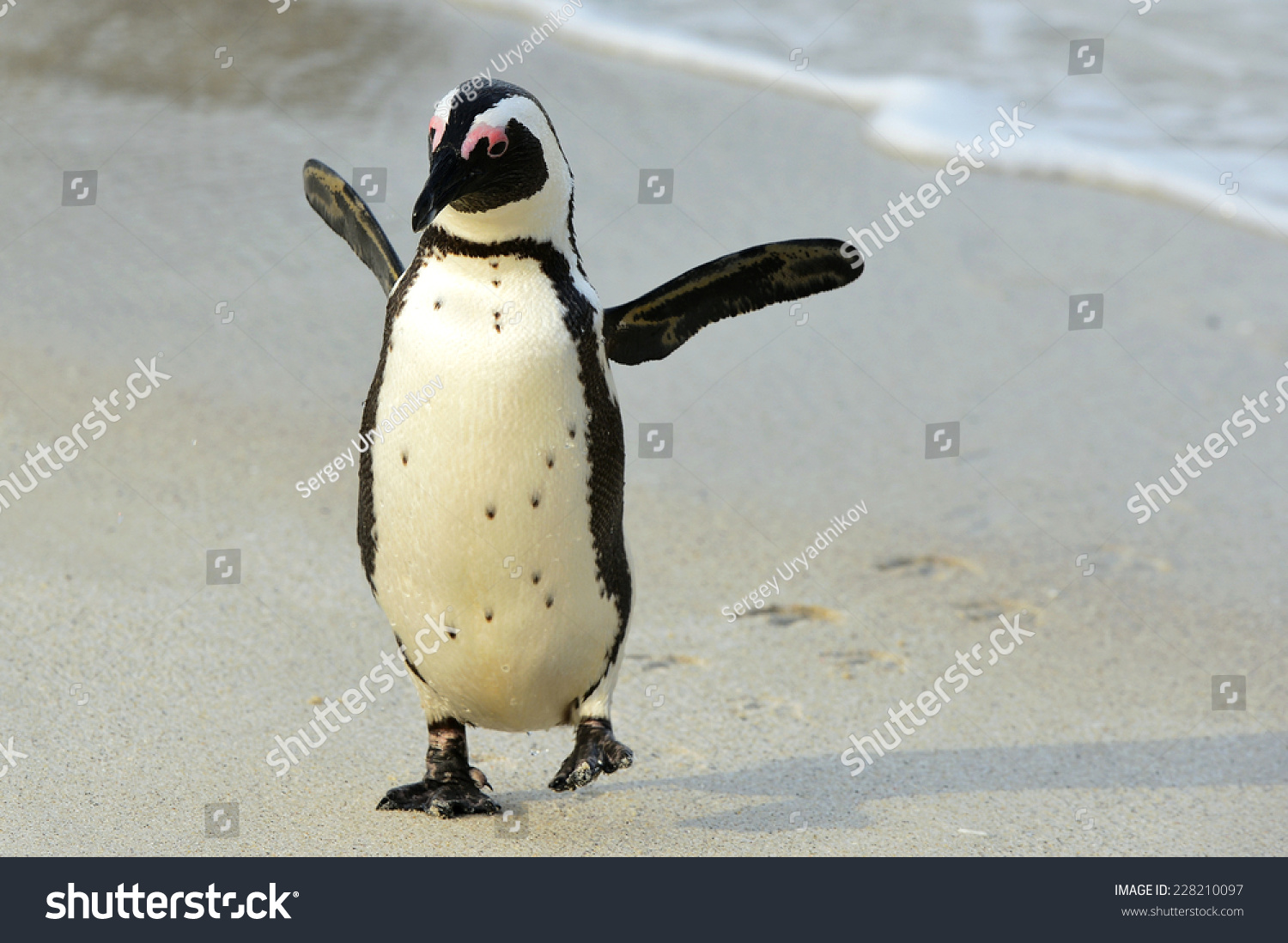 Походка пингвина