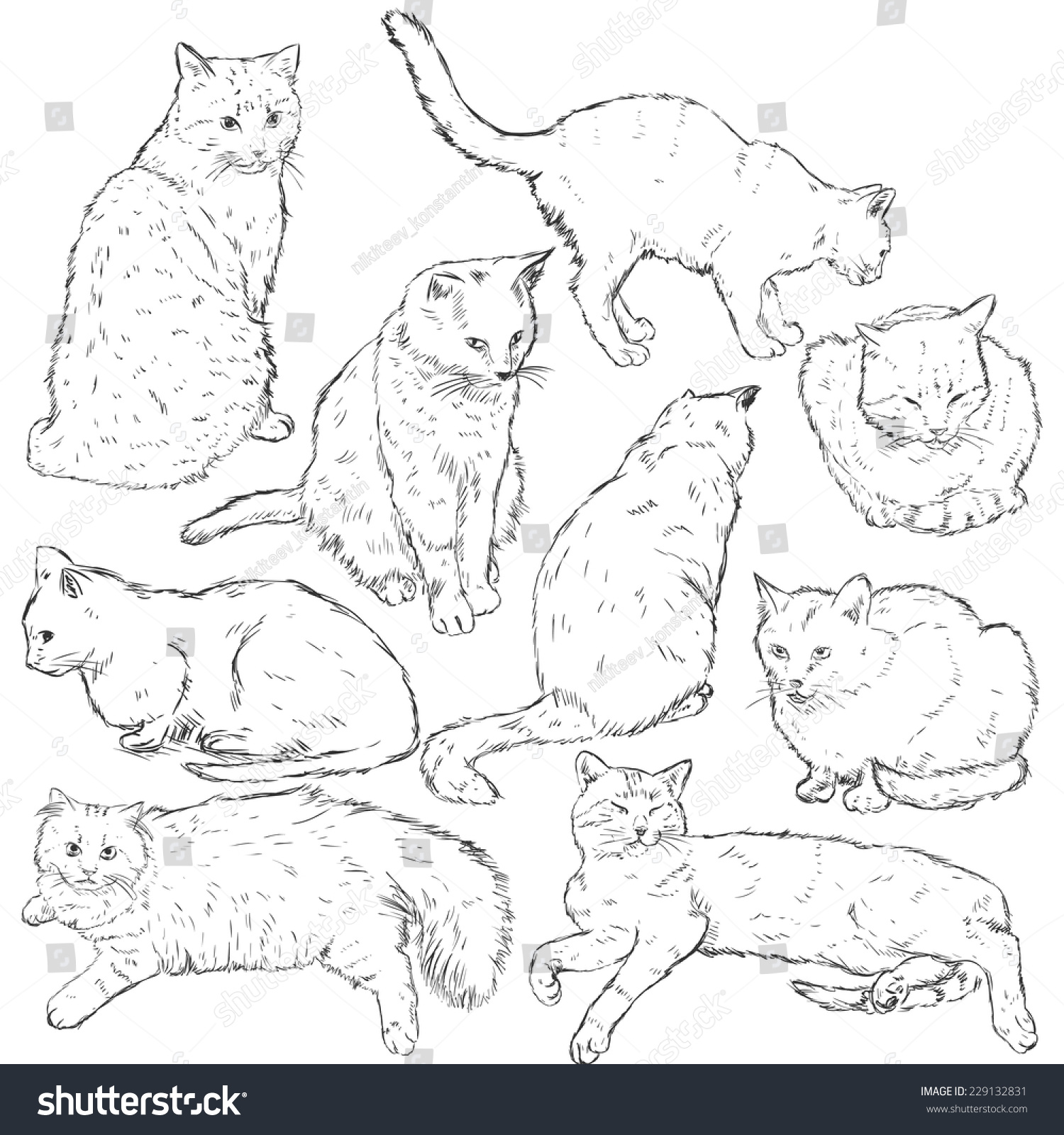 Vector Set Sketch Cats Stock Vector (Royalty Free) 229132831 | Shutterstock