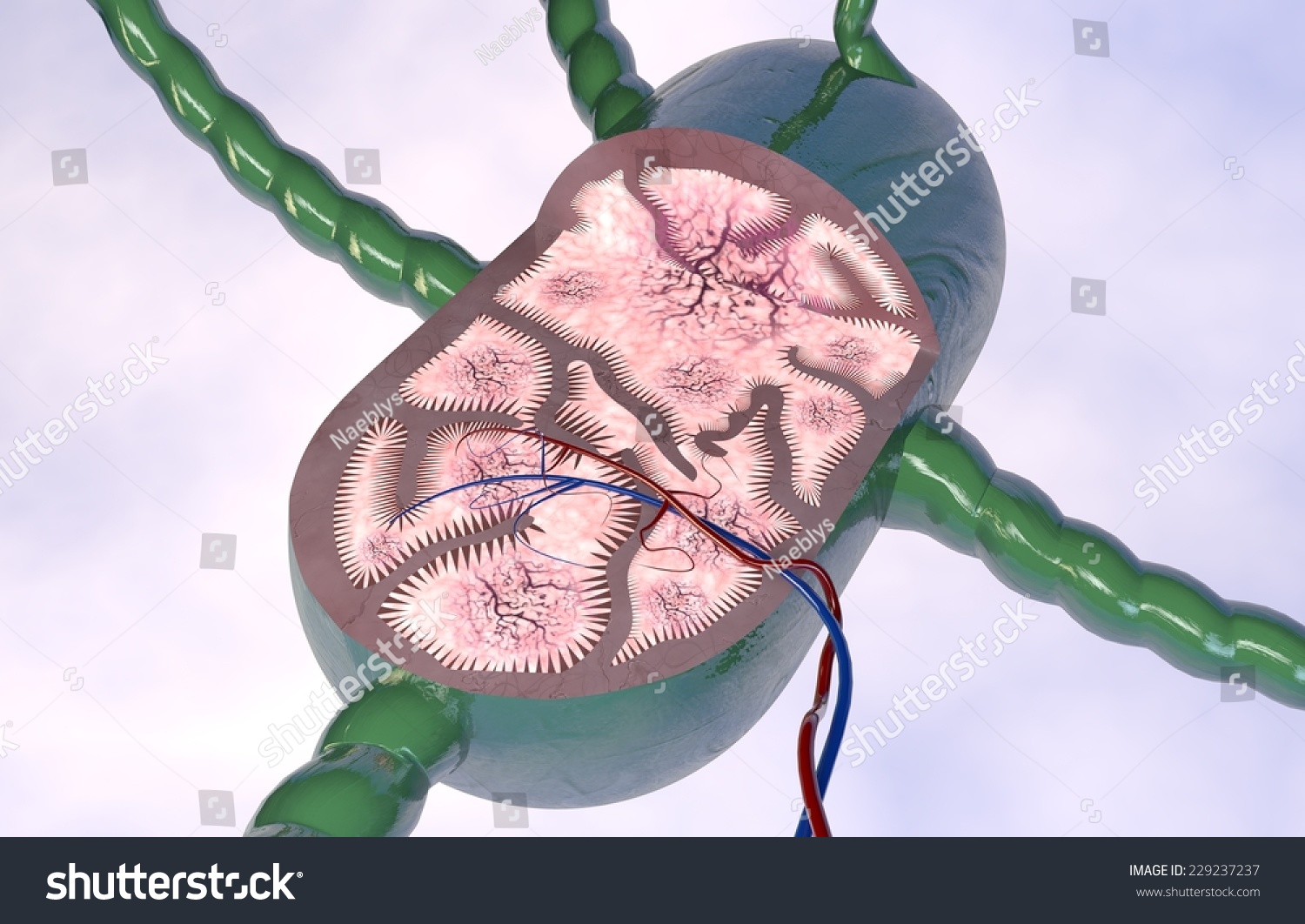 Lymph Node Section 3d Anatomy Stock Illustration 229237237 Shutterstock