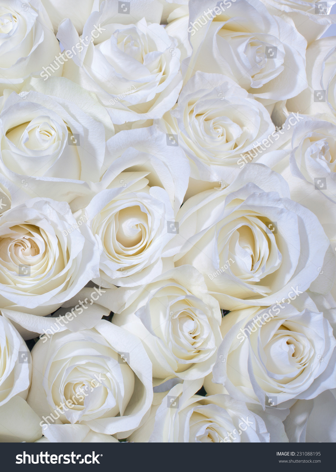 Фотообои белые розы
