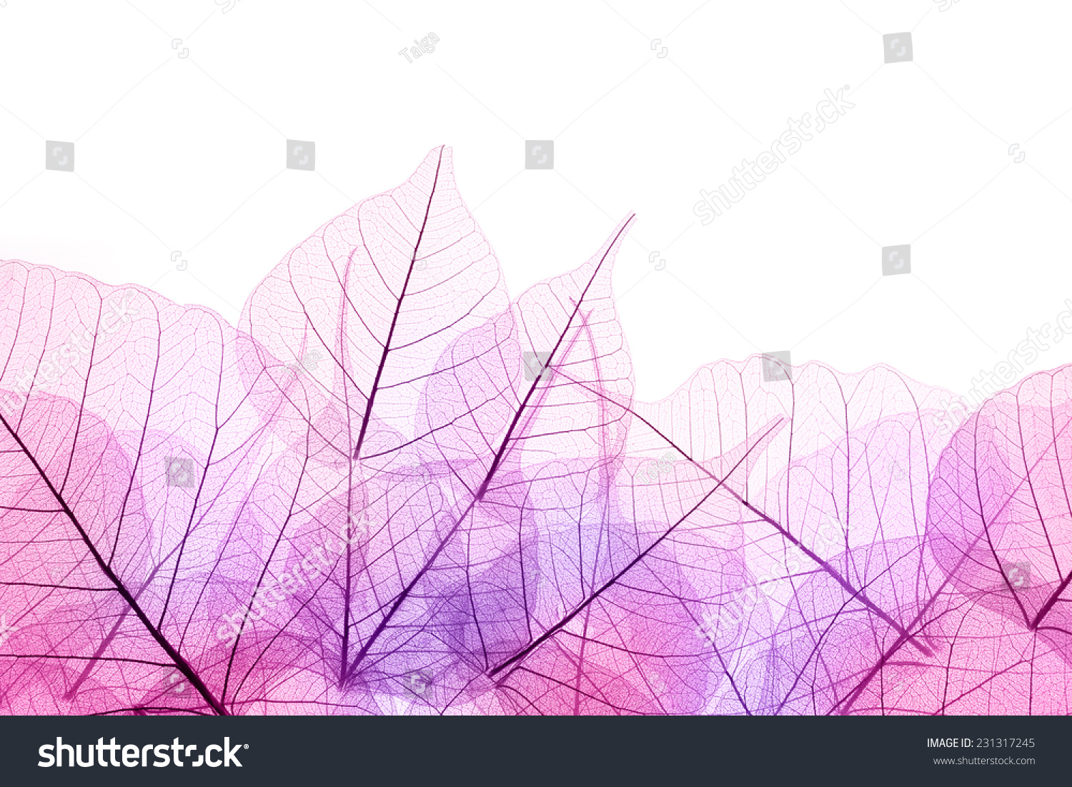 Розовые листья на прозрачном фоне