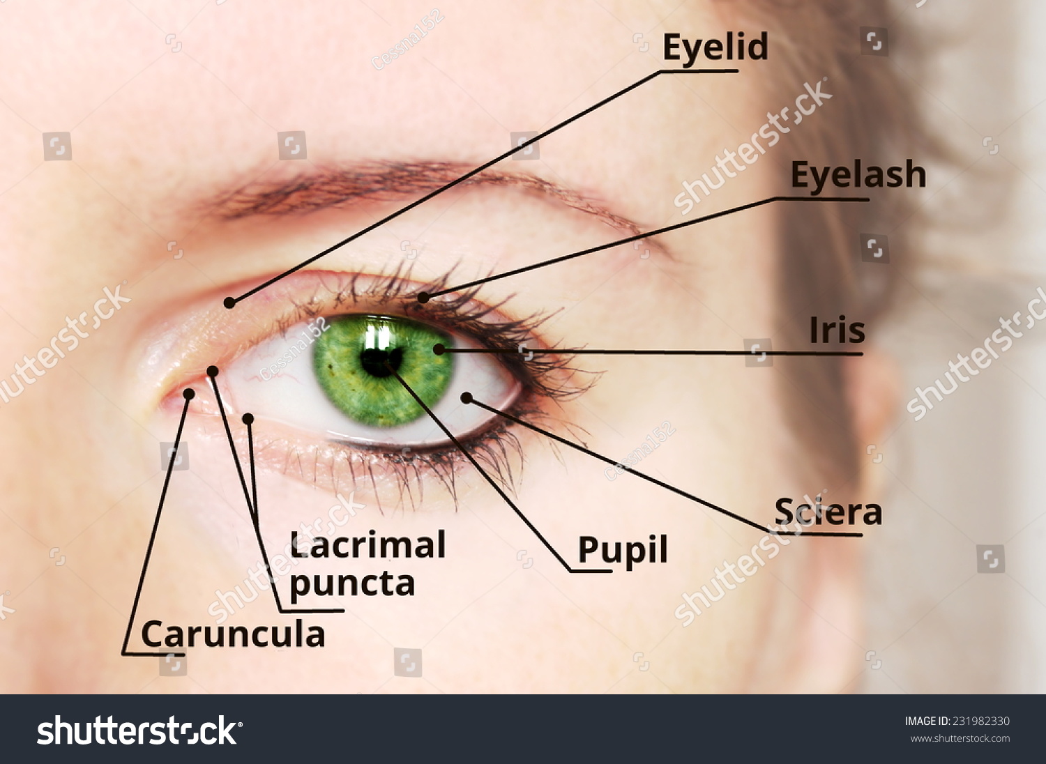 human-eye-anatomy-diagram-medical-description-231982330-shutterstock