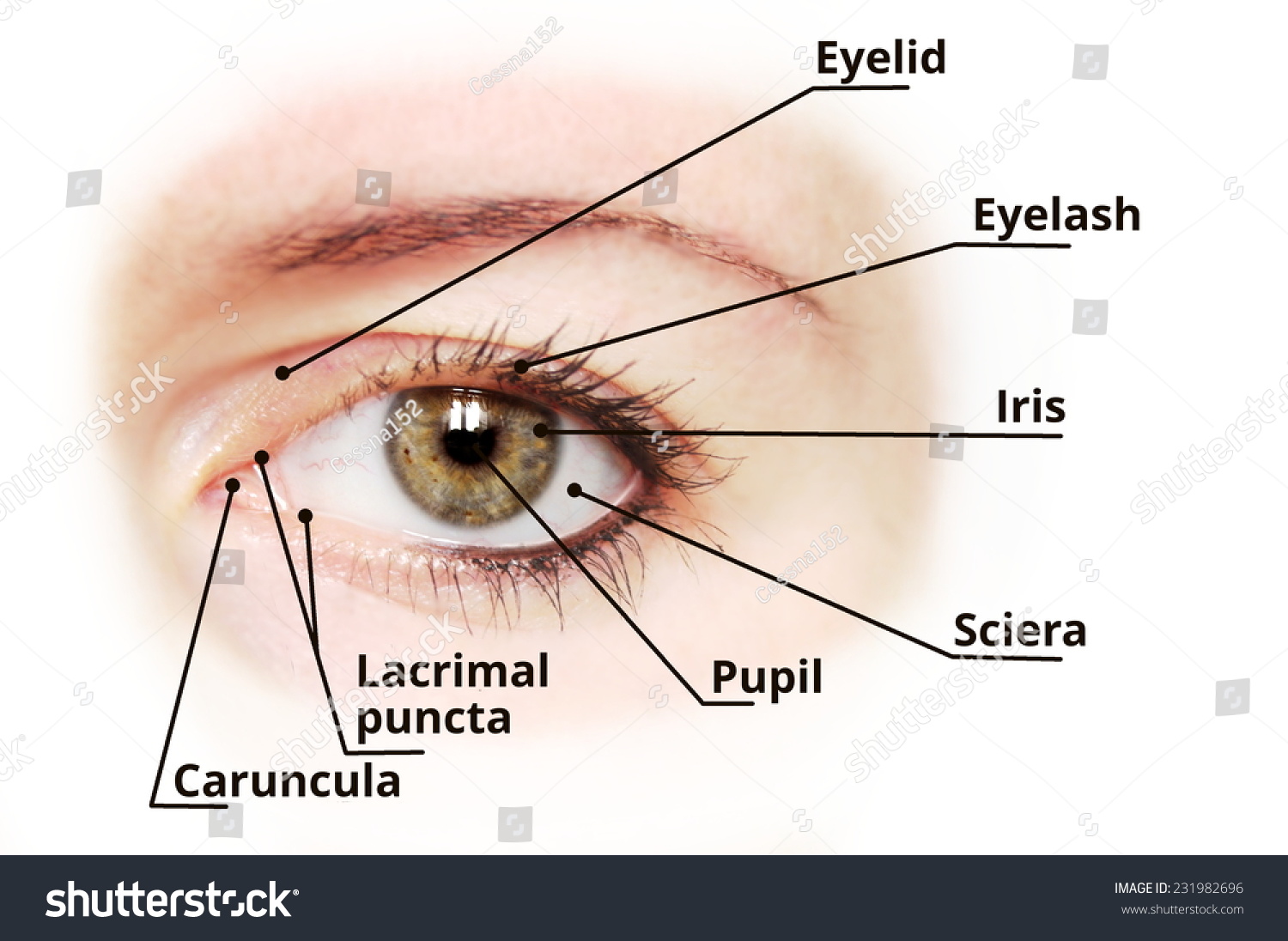 Describing eyes