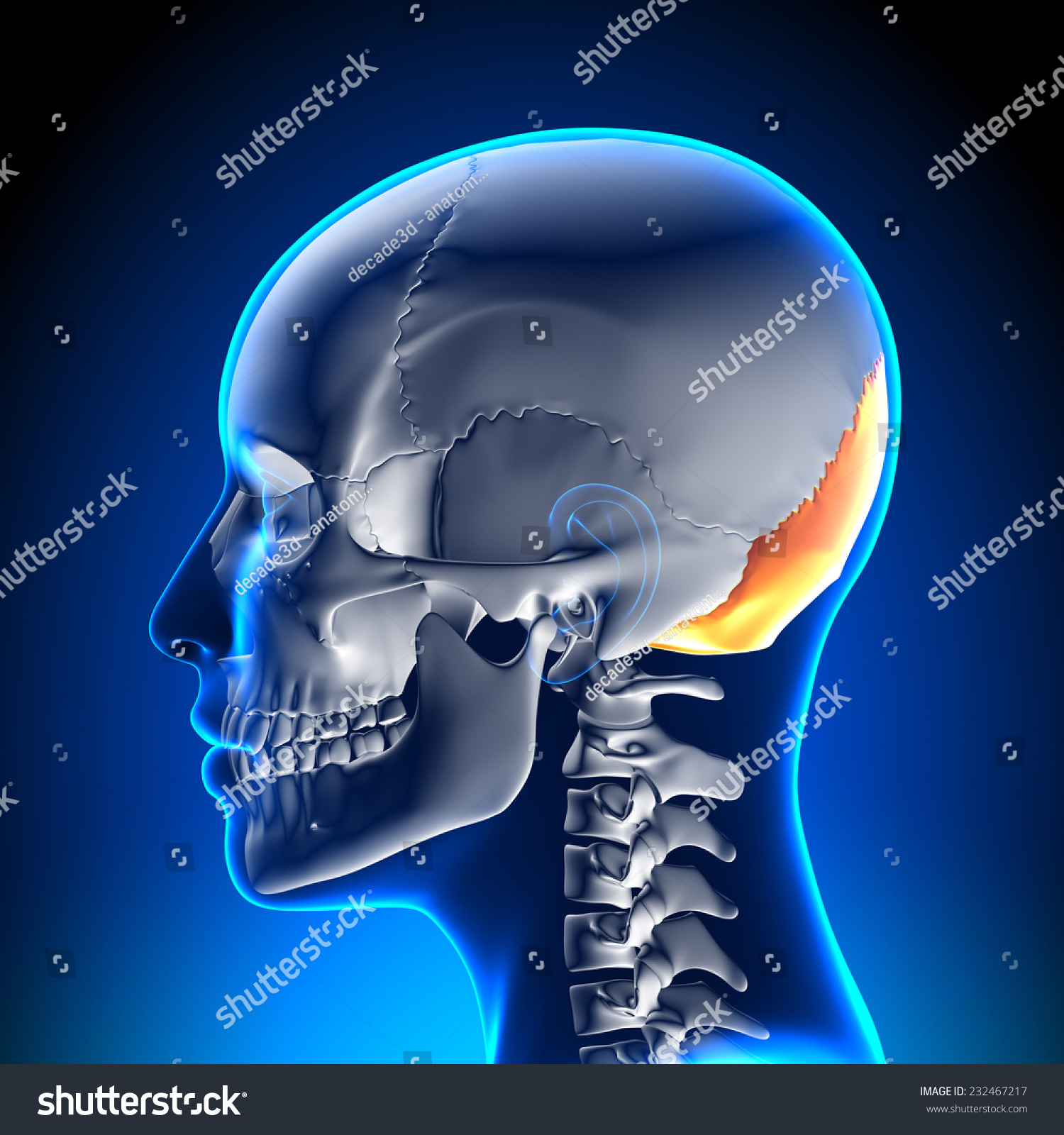 Occipital Bone Female Skull Anatomy 스톡 일러스트 232467217 Shutterstock 9111