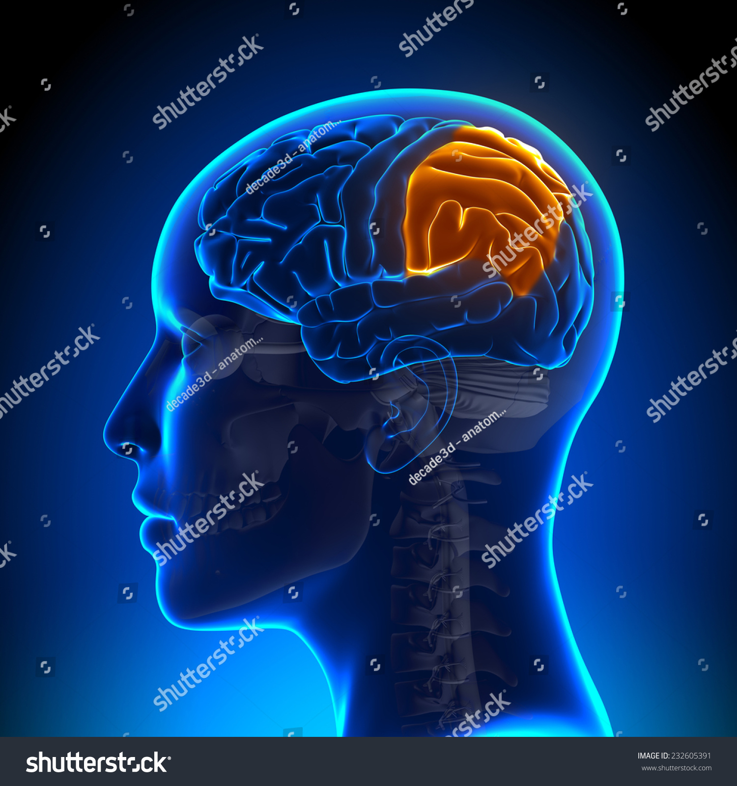 Female Parietal Lobe Anatomy Brain Stock Illustration 232605391 ...