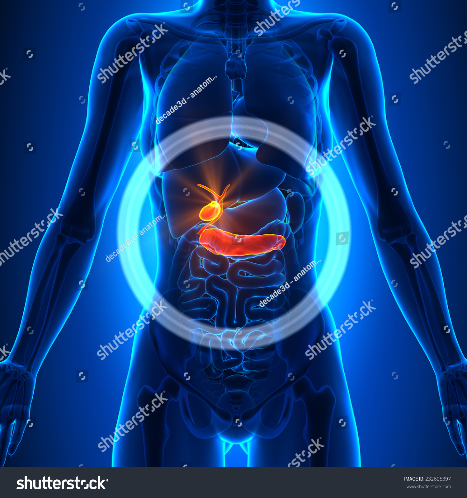 Gallbladder Pancreas Female Organs Human Anatomy Stock Illustration ...