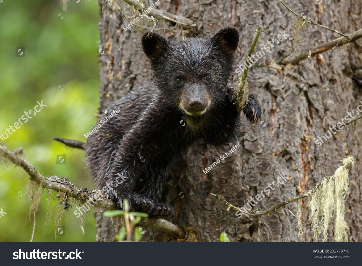 Young Cute Black Bear Cub Tree Stock Photo 232779718 | Shutterstock