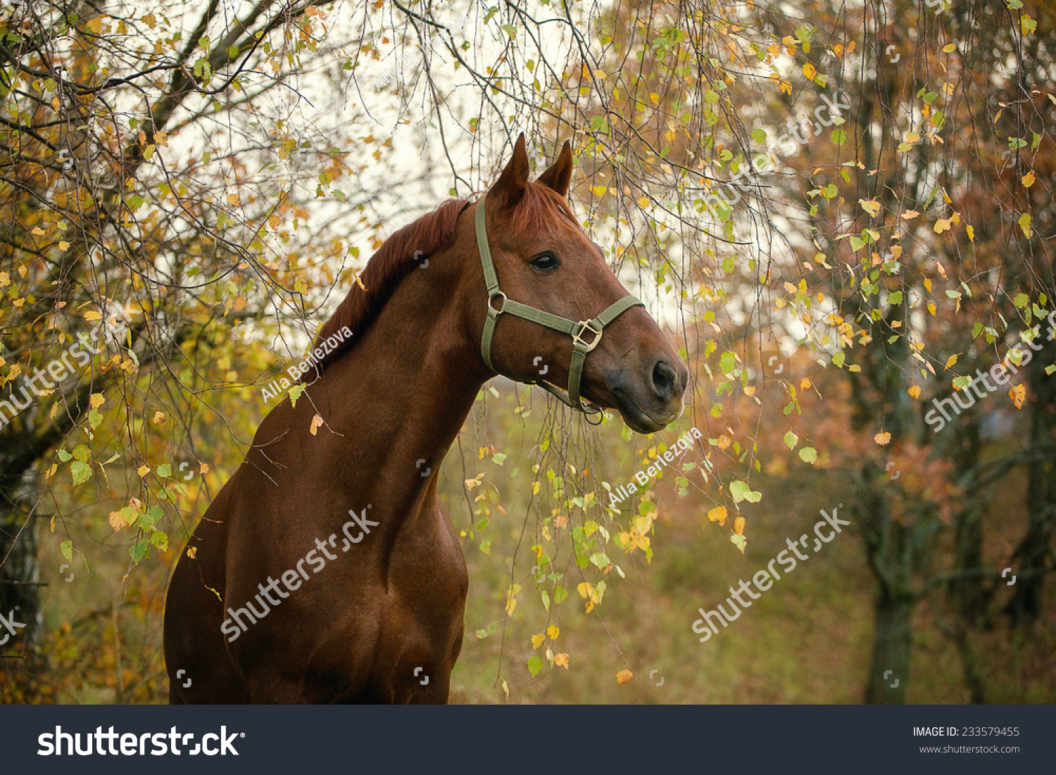 Лошади на фоне осени