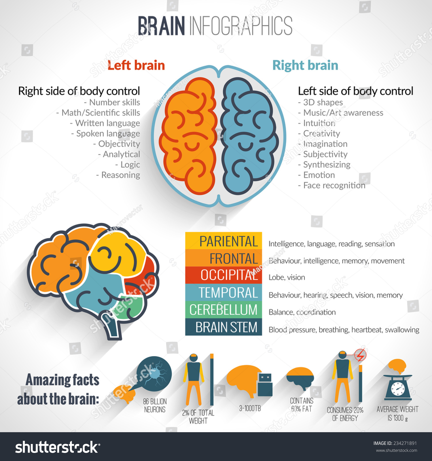 14,997 Human brain infographic Stock Vectors, Images & Vector Art ...