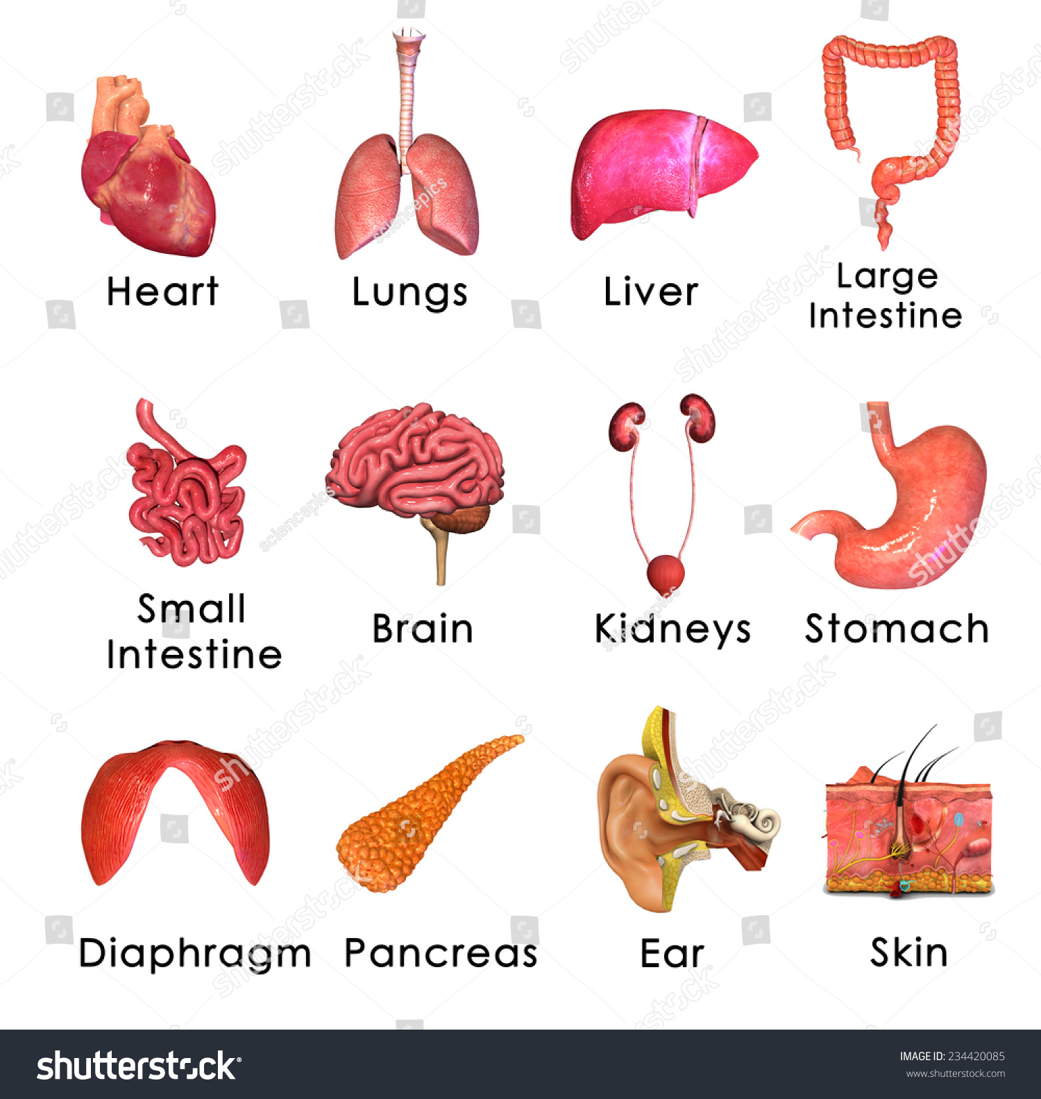 Human Organs Stock Illustration 234420085 | Shutterstock