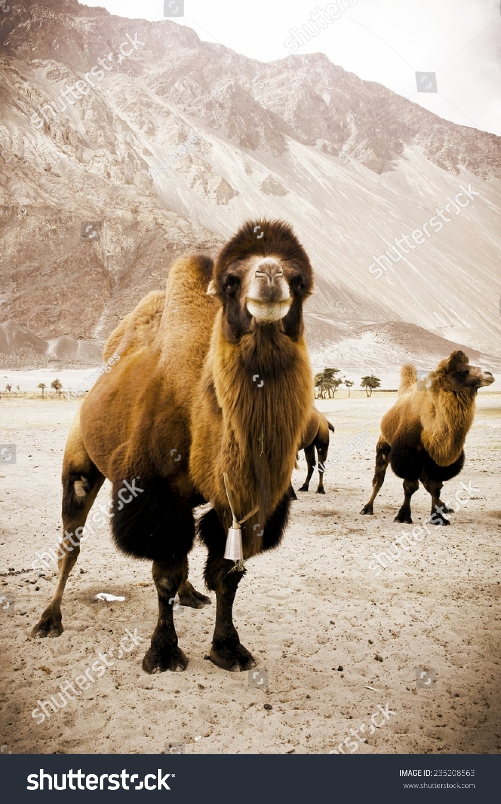 Double Hump Camels Ladakh India Stock Photo 235208563 | Shutterstock