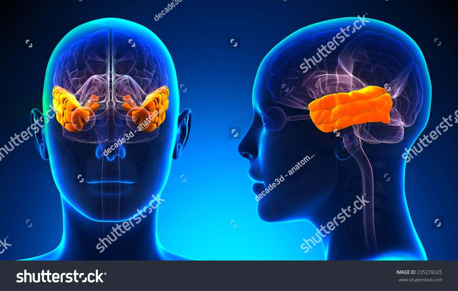 Female Temporal Lobe Brain Anatomy Blue Stock Illustration 235278325 Shutterstock 0022