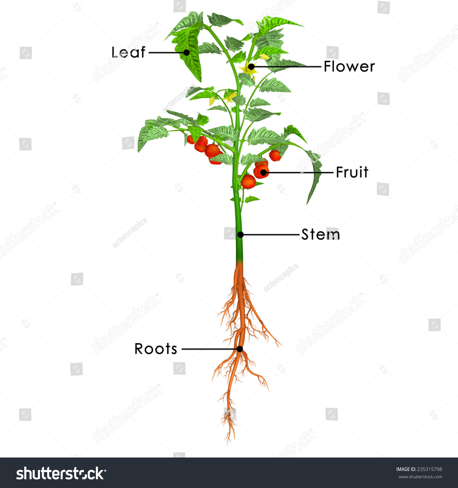 Строение томата картинка