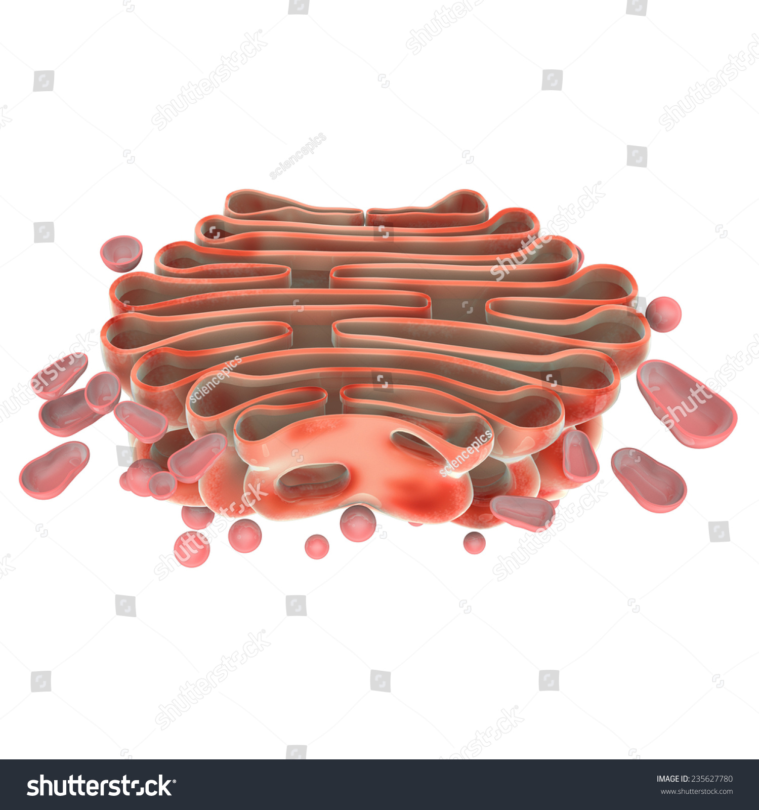 Golgi Complex Stock Illustration 235627780 | Shutterstock