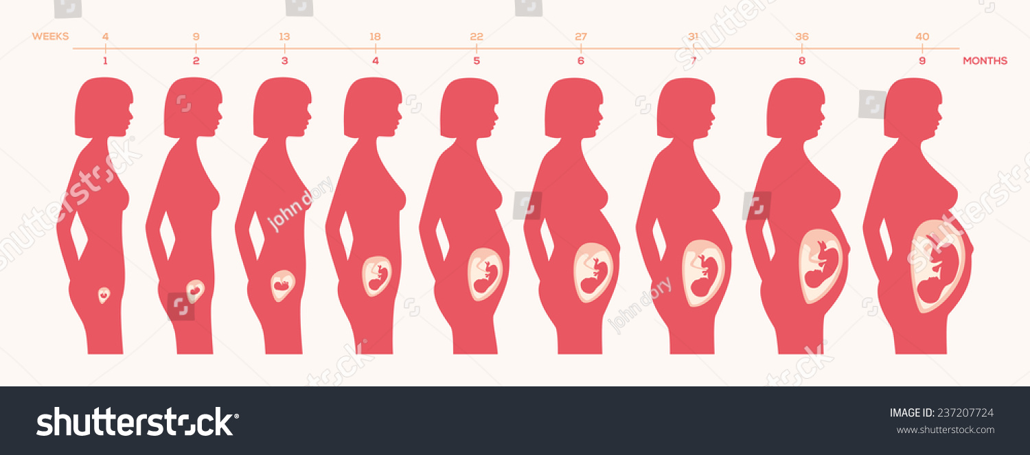 Growth Human Fetus Weeks Months Vector Stock Vector (Royalty Free ...