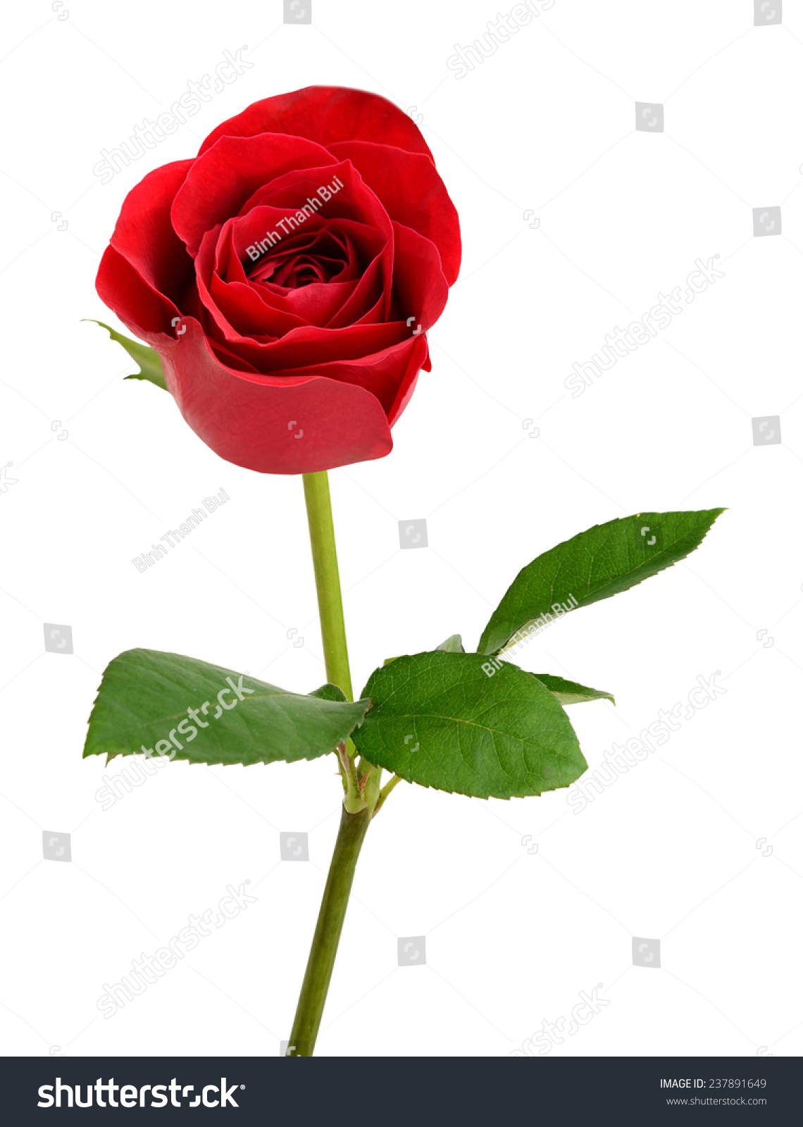 Single Red Rose Leaves Isolated On Stock Photo 237891649 | Shutterstock