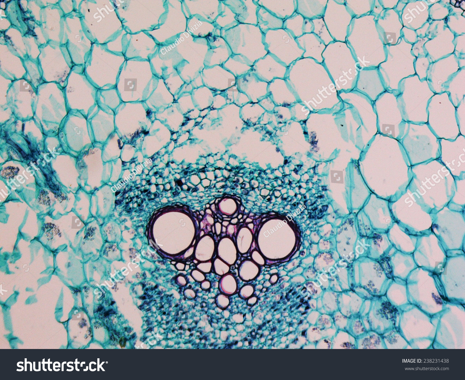 Light Photomicrograph Cucurbita Stem Cross Section Stock Photo ...