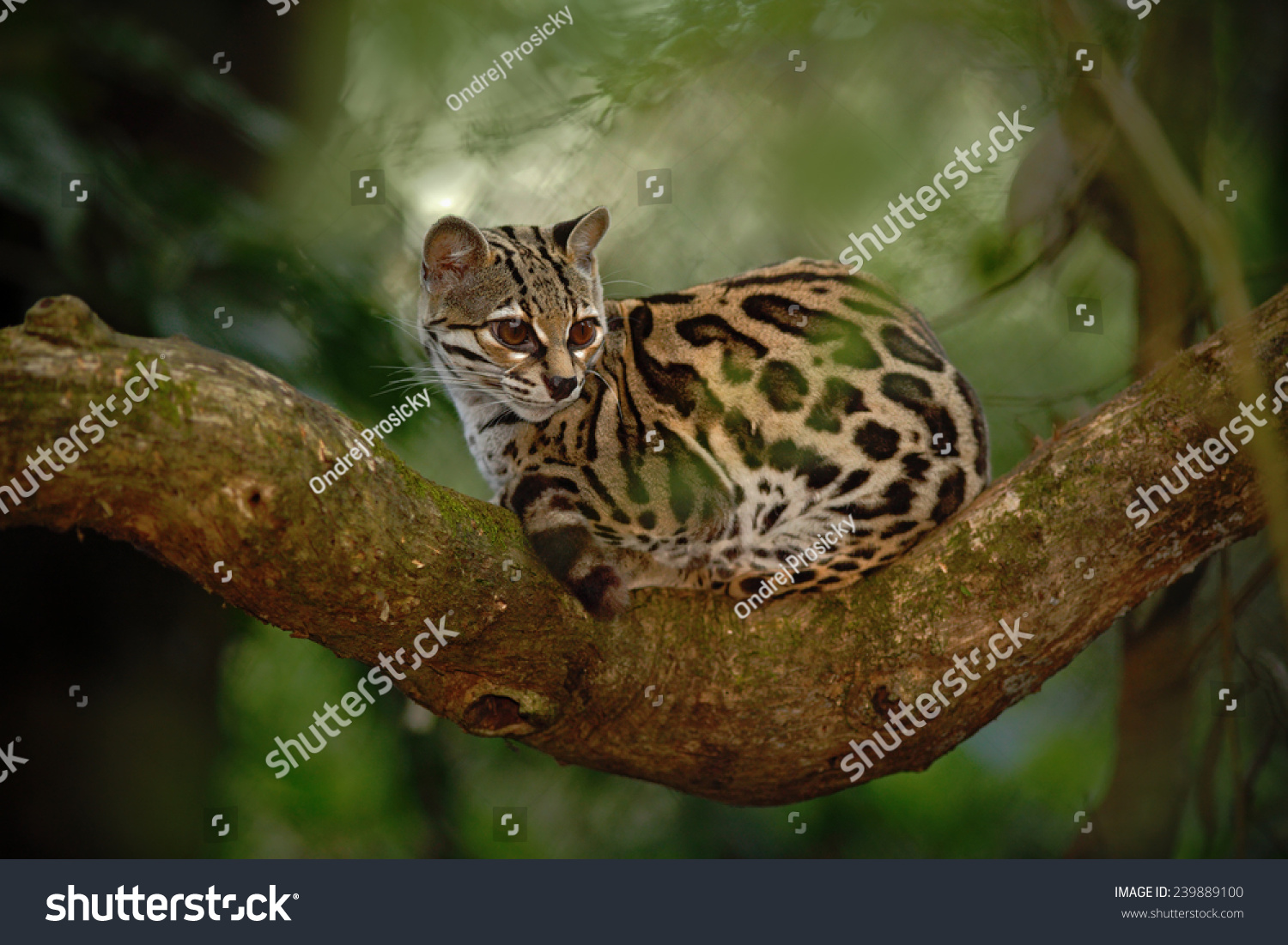 Nice Cat Margay Sitting On Branch Stock Photo 239889100 | Shutterstock