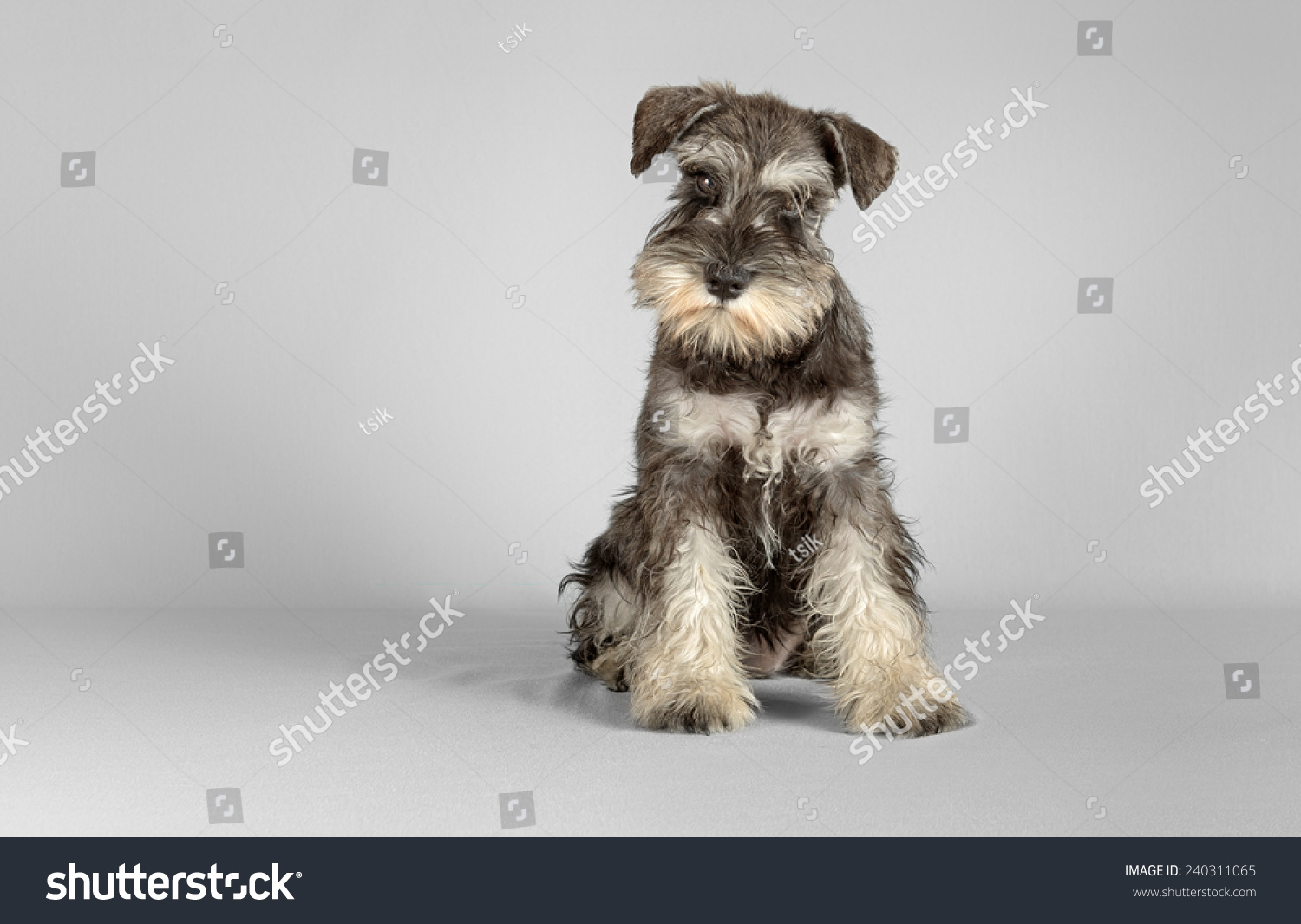 what is a salt and pepper schnauzer