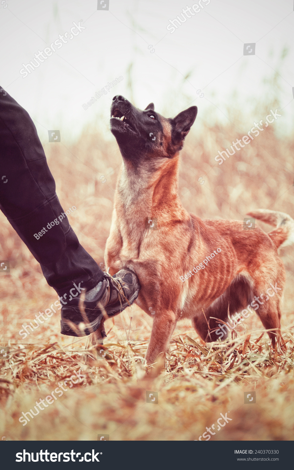 Angry Man Kicking Dog Chien De Stock Photo 240370330 Shutterstock