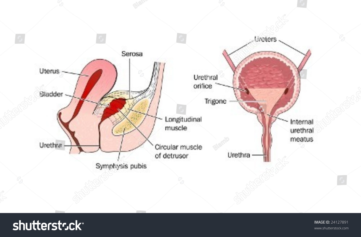 Анатомия матка и мочевой пузырь