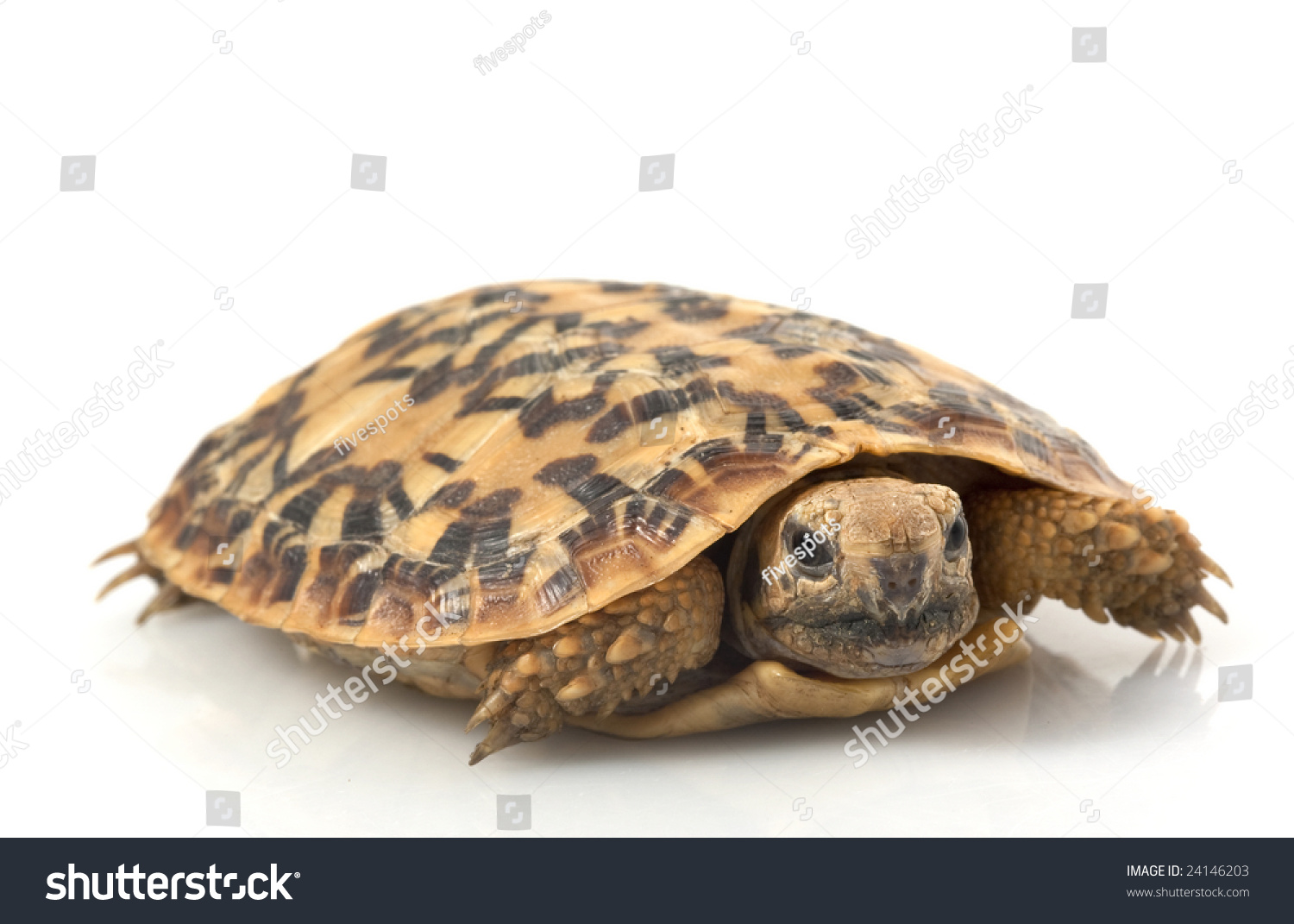 Pancake Tortoise Malacochersus Tornieri Isolated On Stock Photo ...